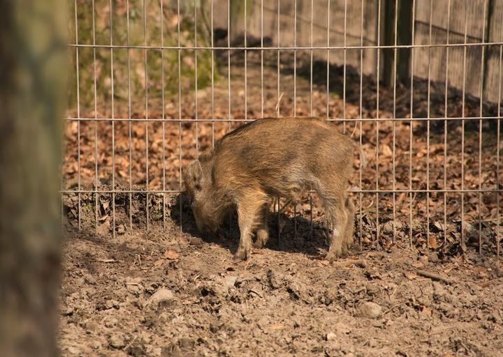 Wildpark-Restaurant Schwarze Berge